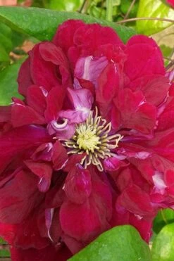 Charmaine Clematis - 1 Gallon Pot -Plant Shop clematis charmaine 500x750 1