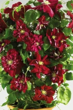Charmaine Clematis - 1 Gallon Pot -Plant Shop clematis charmaine 6
