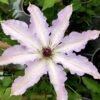 Clair De Lune Clematis - 1 Gallon Pot -Plant Shop clematis clair de june 3