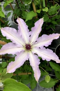 Clair De Lune Clematis - 1 Gallon Pot