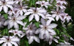 Clair De Lune Clematis - 1 Gallon Pot -Plant Shop clematis clair de june 4