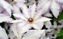 Clair De Lune Clematis - 1 Gallon Pot -Plant Shop clematis clair de june 6