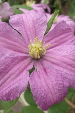 Comtesse De Bouchaud Clematis - 1 Gallon Pot -Plant Shop clematis comtesse de bouchaud 1