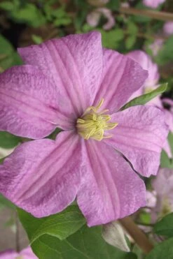Comtesse De Bouchaud Clematis - 1 Gallon Pot -Plant Shop clematis comtesse de bouchaud 2