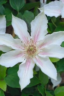 Corinne Clematis - 1 Gallon Pot -Plant Shop clematis corinne 14