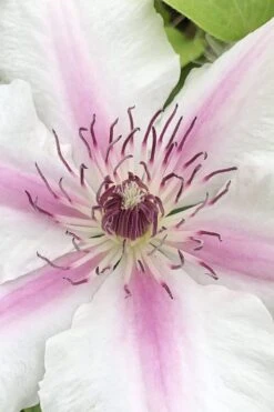 Corinne Clematis - 1 Gallon Pot -Plant Shop clematis corinne 15