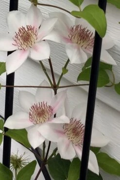 Corinne Clematis - 1 Gallon Pot -Plant Shop clematis corinne 17