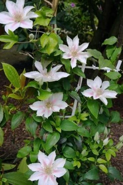 Corinne Clematis - 1 Gallon Pot -Plant Shop clematis corinne 18