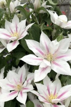 Corinne Clematis - 1 Gallon Pot -Plant Shop clematis corinne 2