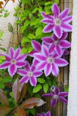 Dr. Ruppel Clematis - 1 Gallon Pot -Plant Shop clematis dr ruppel 11