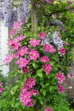 Dr. Ruppel Clematis - 1 Gallon Pot -Plant Shop clematis dr ruppel 12