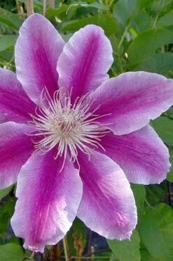 Dr. Ruppel Clematis - 1 Gallon Pot -Plant Shop clematis dr ruppel 2