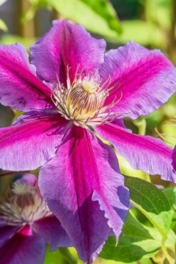Dr. Ruppel Clematis - 1 Gallon Pot -Plant Shop clematis dr ruppel 3