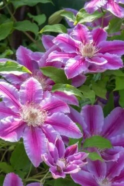 Dr. Ruppel Clematis - 1 Gallon Pot -Plant Shop clematis dr ruppel 4