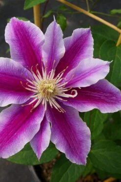 Dr. Ruppel Clematis - 1 Gallon Pot -Plant Shop clematis dr ruppel 7