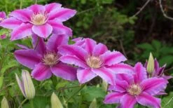 Dr. Ruppel Clematis - 1 Gallon Pot -Plant Shop clematis dr ruppel 8