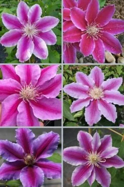 Dr. Ruppel Clematis - 1 Gallon Pot -Plant Shop clematis dr ruppel 9
