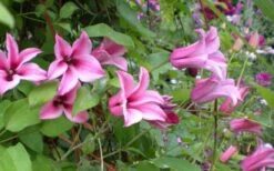 Duchess Of Albany Clematis - 1 Gallon Pot -Plant Shop clematis duchess of albany 5