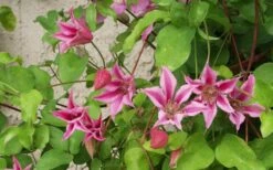 Duchess Of Albany Clematis - 1 Gallon Pot -Plant Shop clematis duchess of albany 6