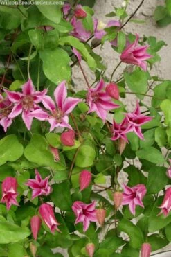 Duchess Of Albany Clematis - 1 Gallon Pot -Plant Shop clematis duchess of albany 7