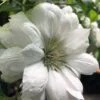 Duchess Of Edinburgh Clematis - 2 Gallon Pot -Plant Shop clematis duchess of edinburgh 5