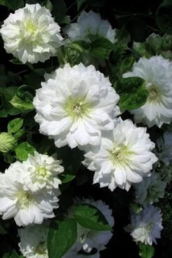 Duchess Of Edinburgh Clematis - 2 Gallon Pot -Plant Shop clematis duchess of edinburgh 7