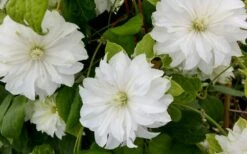 Duchess Of Edinburgh Clematis - 2 Gallon Pot -Plant Shop clematis duschess of edinburgh 3