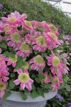 Empress Clematis - 1 Gallon Pot 9 Empress Clematis - 1 Gallon Pot -Plant Shop clematis empress 4