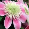 Empress Clematis - 1 Gallon Pot -Plant Shop clematis empress 6