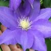 H. F. Young Clematis - 3 Gallon Pot -Plant Shop clematis h f young 17