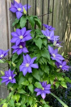 H. F. Young Clematis - 3 Gallon Pot -Plant Shop clematis h f young 5
