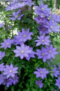 H. F. Young Clematis - 3 Gallon Pot -Plant Shop clematis h f young 9