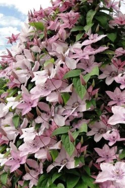 Hagley Hybrid Clematis - 1 Gallon Pot 17 Hagley Hybrid Clematis - 1 Gallon Pot -Plant Shop clematis hagley hybrid 11