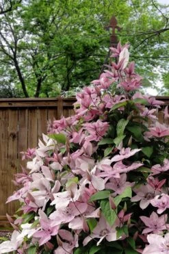 Hagley Hybrid Clematis - 1 Gallon Pot 16 Hagley Hybrid Clematis - 1 Gallon Pot -Plant Shop clematis hagley hybrid 12