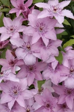 Hagley Hybrid Clematis - 1 Gallon Pot 21 Hagley Hybrid Clematis - 1 Gallon Pot -Plant Shop clematis hagley hybrid 15