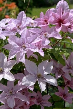 Hagley Hybrid Clematis - 1 Gallon Pot 20 Hagley Hybrid Clematis - 1 Gallon Pot -Plant Shop clematis hagley hybrid 18