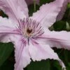 Hagley Hybrid Clematis - 1 Gallon Pot -Plant Shop clematis hagley hybrid 20
