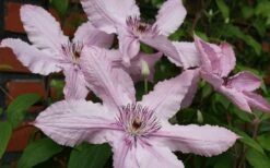 Hagley Hybrid Clematis - 1 Gallon Pot 19 Hagley Hybrid Clematis - 1 Gallon Pot -Plant Shop clematis hagley hybrid 21