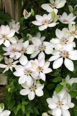 Henryi Clematis - 1 Gallon Pot -Plant Shop clematis henryi 2