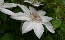 Henryi Clematis - 1 Gallon Pot -Plant Shop clematis henryi 3