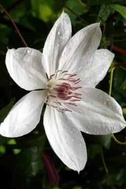 Henryi Clematis - 1 Gallon Pot -Plant Shop clematis henryi 6