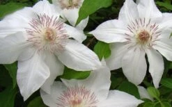 Hyde Hall Clematis - 1 Gallon Pot -Plant Shop clematis hyde hall 1