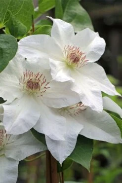 Hyde Hall Clematis - 1 Gallon Pot -Plant Shop clematis hyde hall 4