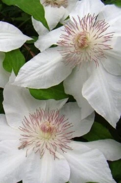 Hyde Hall Clematis - 1 Gallon Pot -Plant Shop clematis hyde hall 5