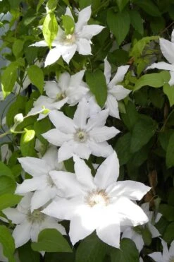 Hyde Hall Clematis - 1 Gallon Pot -Plant Shop clematis hyde hall 6