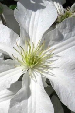 John Huxtable Clematis - 1 Gallon Pot 11 John Huxtable Clematis - 1 Gallon Pot -Plant Shop clematis john huxtable 1