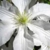 John Huxtable Clematis - 1 Gallon Pot -Plant Shop clematis john huxtable 2