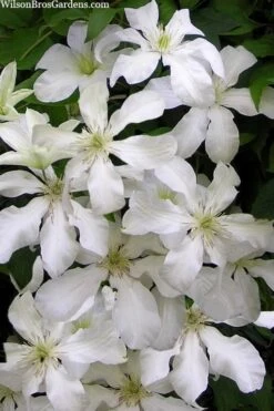 John Huxtable Clematis - 1 Gallon Pot 10 John Huxtable Clematis - 1 Gallon Pot -Plant Shop clematis john huxtable 3