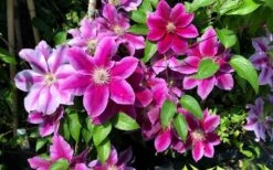 Killian Donahue Clematis - 1 Gallon Pot -Plant Shop clematis killian donahue 3