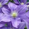 Lady Northcliffe Clematis - 1 Gallon Pot 1 Lady Northcliffe Clematis - 1 Gallon Pot -Plant Shop clematis lady northcliffe 1